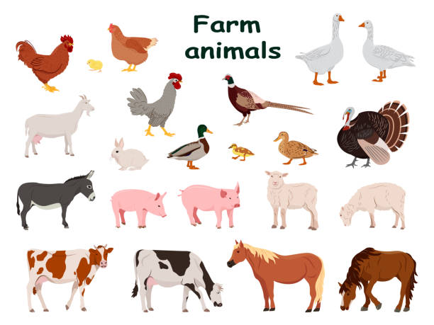 Big set of farm animals and domestic birds. Country pet. Isolated character on a white background. Vector illustration in a flat style. Big set of farm animals and domestic birds. Country pet. Isolated character on a white background. Vector illustration in a flat style goose bird stock illustrations