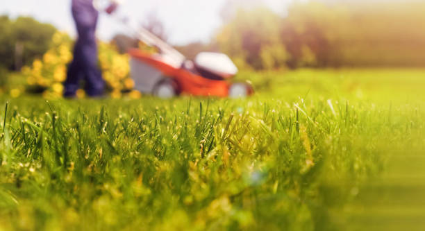 a professional gardener with a lawnmower cares for the grass in the backyard. - power equipment imagens e fotografias de stock