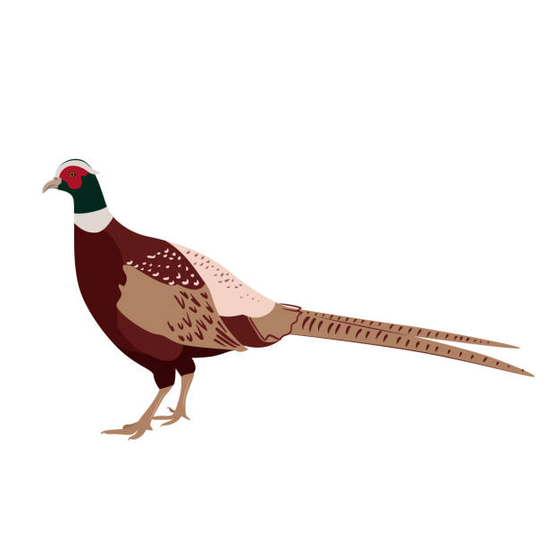 Adorable pheasant isolated on white background. Farm poultry. Vector illustration of domestic birds in a flat style. Adorable pheasant isolated on white background. Farm poultry. Vector illustration of domestic birds in a flat style plateau drawing stock illustrations