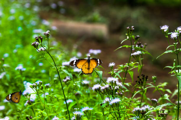 istock Danaus chrysippus, also known as the plain tiger, African queen, or African monarch, Danainae,  is a medium-sized butterfly widespread in Asia, macro shots, butterfly garden. 1340004137