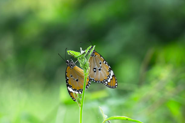 istock Danaus chrysippus, also known as the plain tiger, African queen, or African monarch, Danainae,  is a medium-sized butterfly widespread in Asia, macro shots, butterfly garden. 1340004579