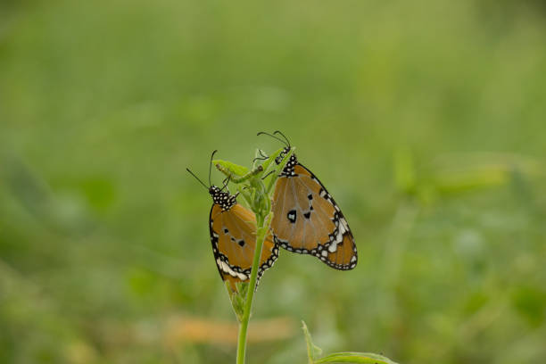 A butterfly's role—Areas filled with butterflies, moths, and other invertebrates benefit with pollination and \n natural pest control. Butterflies and moths are also an important part of the food chain, providing food for birds, bats, and other animals.