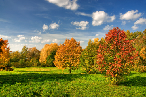 Deciduous trees in multi-colored park during autumn.