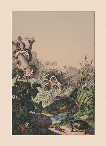 Jungle landscape with animals. Hand colored chromolithograph, published in 1882.