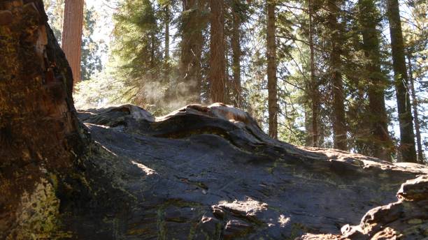 Fog rising in sequoia forest, fallen redwood trunks in old-growth wood. Misty morning in coniferous woodland, national park of Northern California, USA. Large uprooted pine trees, haze in sunlight. niebla que se eleva en el bosque de secuoyas, troncos de secoya caídos en madera vieja. mañana brumosa en bosque de coníferas, parque nacional del norte de california, estados unidos. grandes pinos arrancados de raíz, neblina a la luz del sol