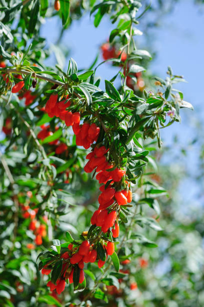 fruits et plantes de baies de goji dans le jardin ensoleillé - bittersweet berry photos photos et images de collection