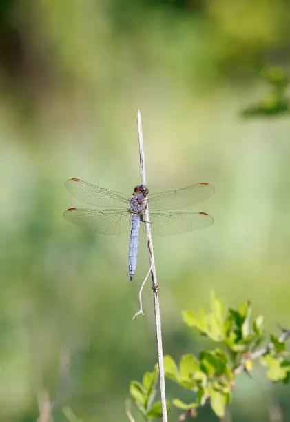 Photo of Keeled Skimmer (Orthetrum coerulescens) Male