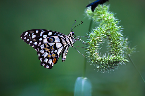 Papilio demoleus is a common and widespread swallowtail butterfly. The butterfly is also known as the lime butterfly,\n lemon butterfly, lime swallowtail, and chequered swallowtail. These common names refer to their host plants, \nwhich are usually citrus species such as the cultivated lime
