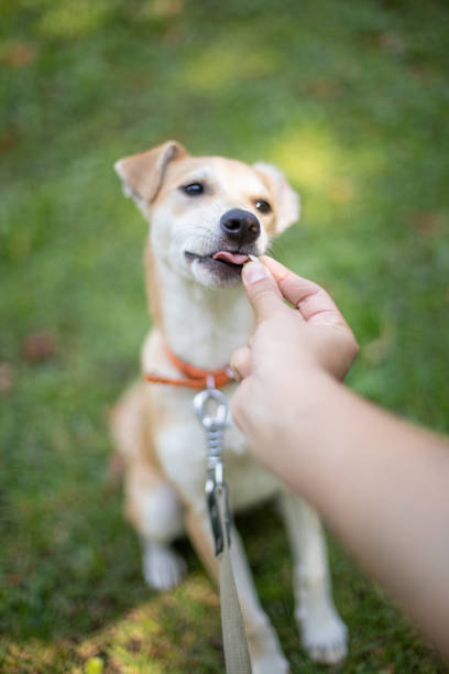 istock Funny dog smilling 1340006147