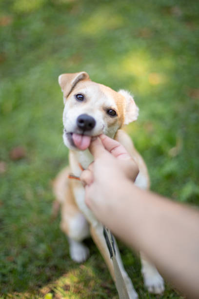 istock Funny dog smilling 1340006161