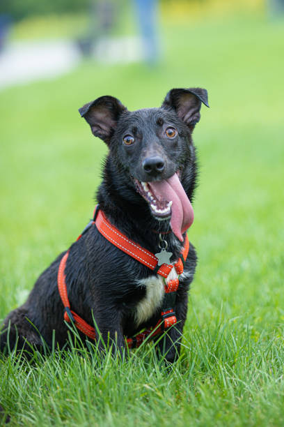istock Funny dog smilling 1340006901