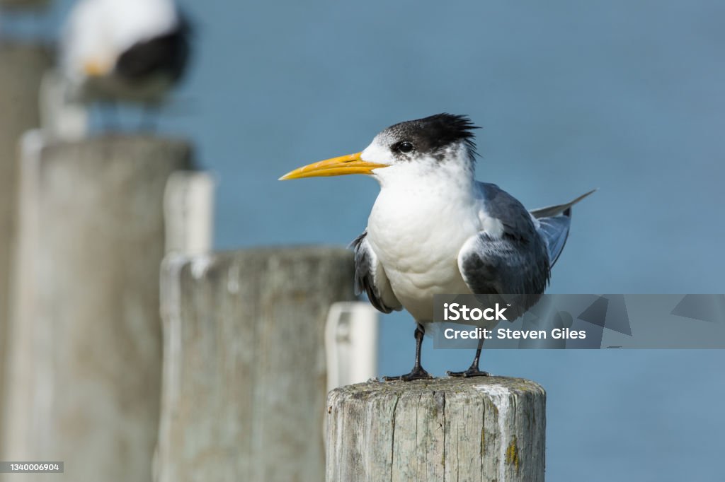 Crested Tern Perched On Warf Pylon Crested Tern, Sterna bergii,perched atop a post looking sharp. Australia Stock Photo