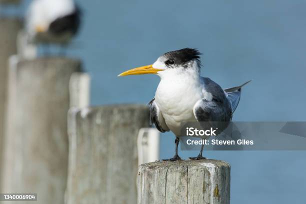 Crested Tern Perched On Warf Pylon Stock Photo - Download Image Now - Australia, Post - Structure, Animal