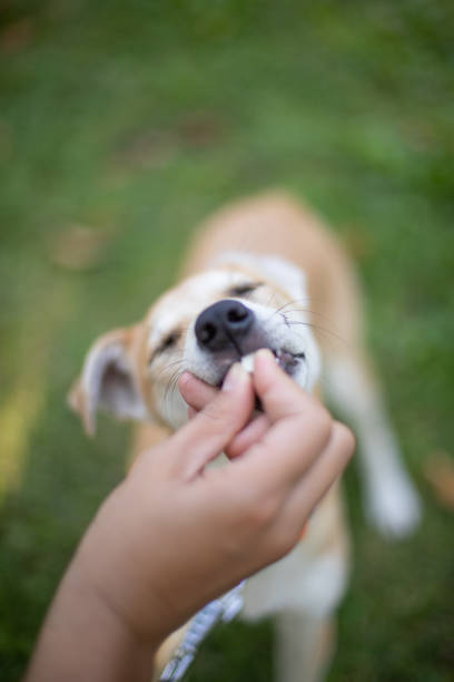 istock Funny dog smilling 1340007034