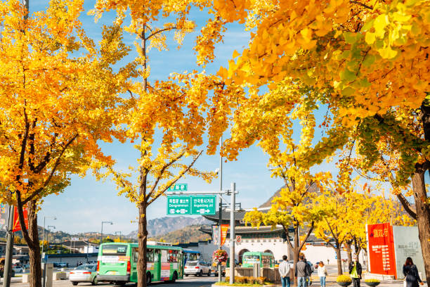 Gyeongbokgung Palace Gwanghwamun square with autumn ginkgo trees in Seoul, Korea Seoul, Korea - October 28, 2020 : Gyeongbokgung Palace Gwanghwamun square with autumn ginkgo trees seoul bus stock pictures, royalty-free photos & images