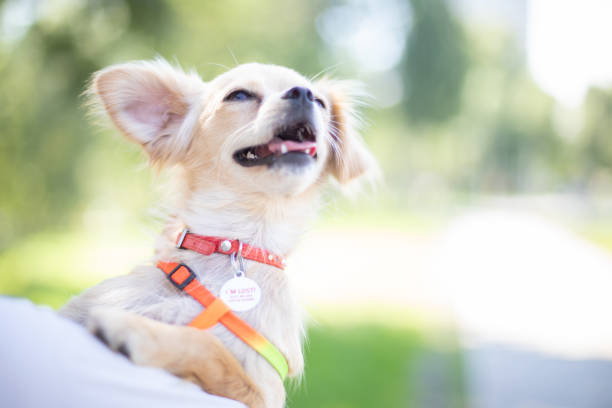 istock Funny dog smilling 1340007073