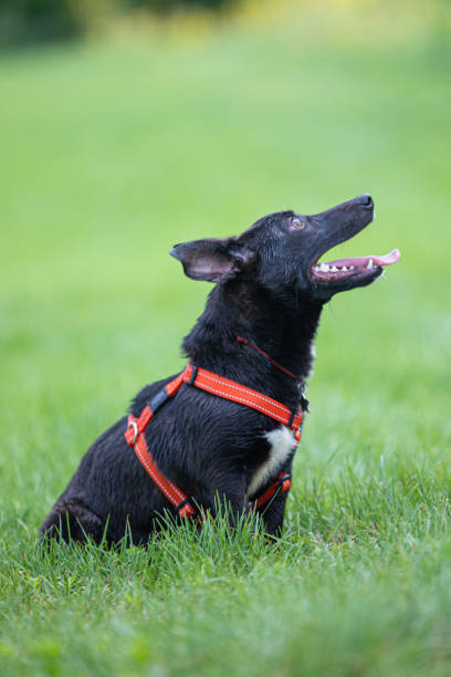 istock Funny dog smilling 1340007094