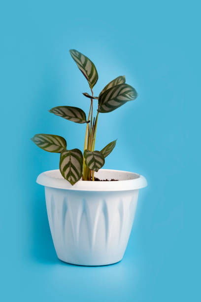 istock Calathea in a white pot on a blue background. 1340007590