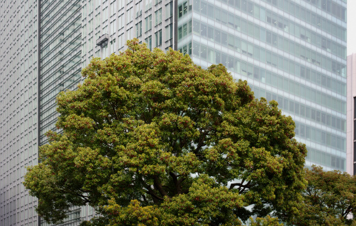 Big tree in front of huge office buildings in Tokyo, Japan