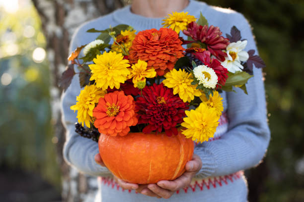 セーターの女性は庭で明るい花束でカボチャを保持します - single flower flower autumn pumpkin ストックフォトと画像