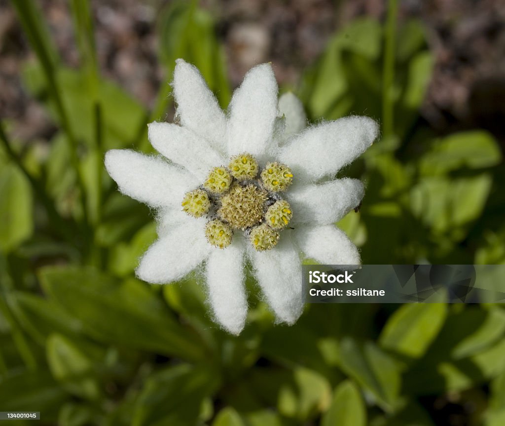 Edelweiss flor - Foto de stock de Edelvais royalty-free