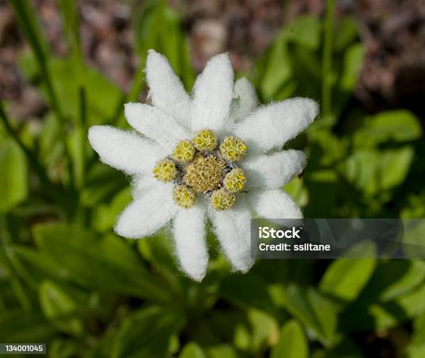 Foto de Edelweiss Flor e mais fotos de stock de Edelvais - Edelvais, Fotografia - Imagem, Horizontal