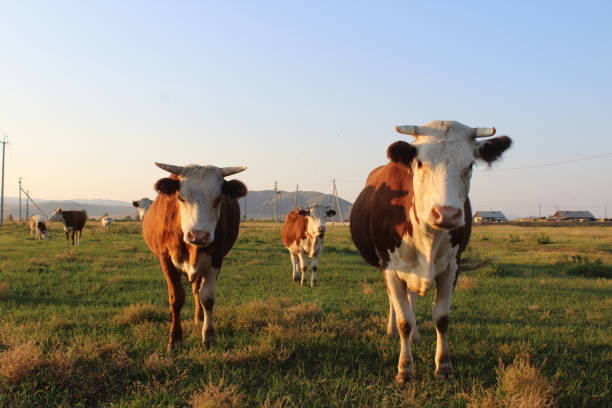 istock Herd of Cows Grazing in Meadow 1340010579