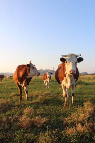 istock Herd of Cows Grazing in Meadow 1340010608
