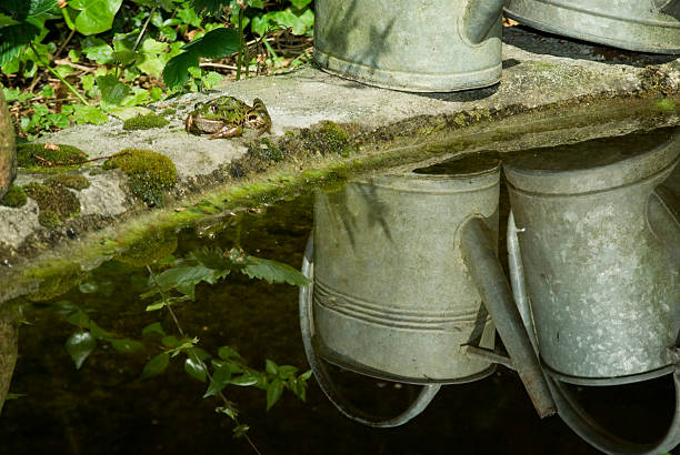 Watering pots and frog in a garden.