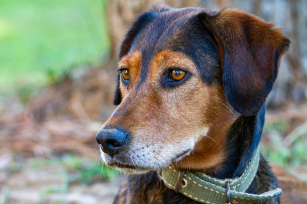 istock Dog photo 1340011956