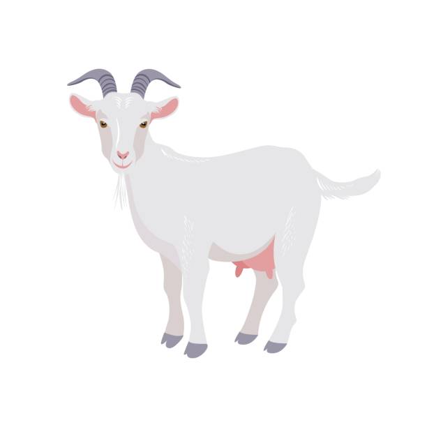 Goat isolated on white. Domestic farm animal. Vector vector art illustration