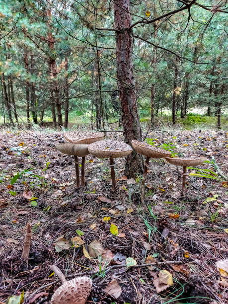 Umbrella mushrooms line up in the forest in front of a tree