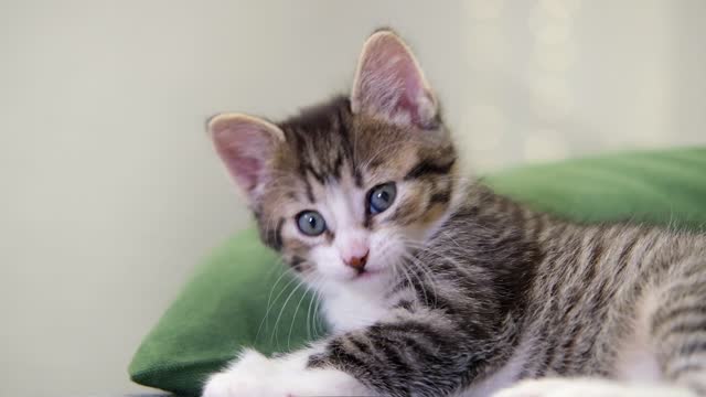 striped kitten wakes up, yawns and stretches. kitty looking at camera. Concept of happy adorable cat pets. Slow motion