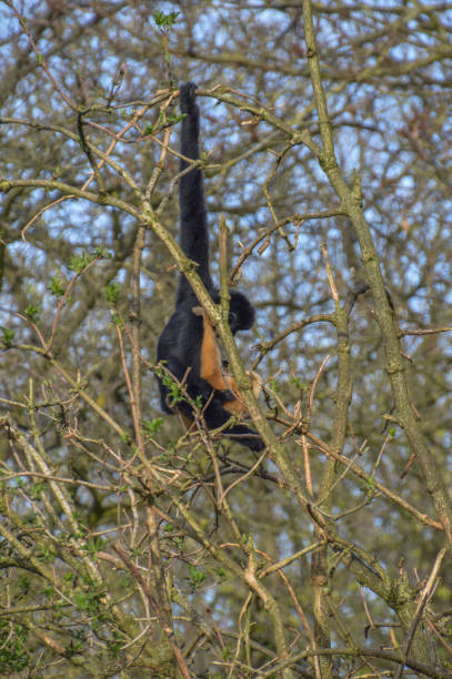 małpa gibon z dzieckiem - gibbon rainforest animal ape zdjęcia i obrazy z banku zdjęć