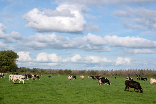 istock Farmland With Cows At Abcoude The Netherlands 1340013085