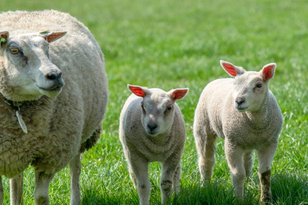 istock Mother Sheep With Lambs Around Abcoude The Netherlands 1340013647