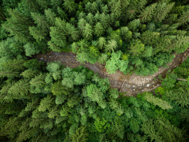 istock River at fir forest top down aerial view. 1340013760