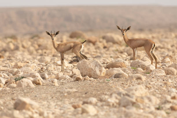 istock wildlife from Oman in salalah 1340013836