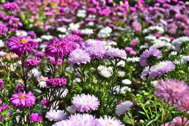 istock Many purple asters growing on flowerbed in autumn 1340014929