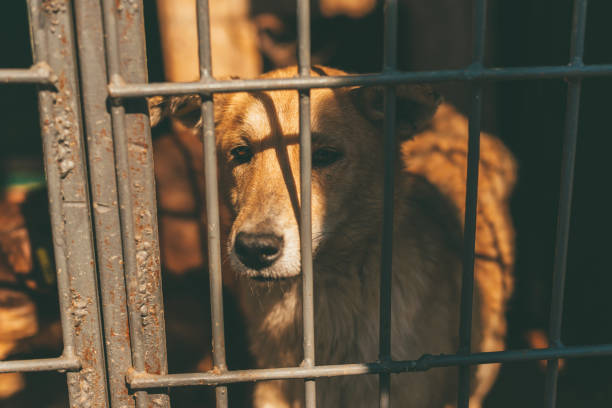 istock Beautiful dog is standing behind bars, has a sad look. 1340015093