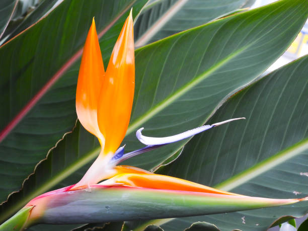 istock Bird of paradise flower 1340015234
