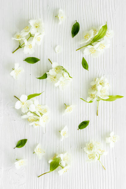 istock White jasmine flowers with green leaves flat lay 1340016620