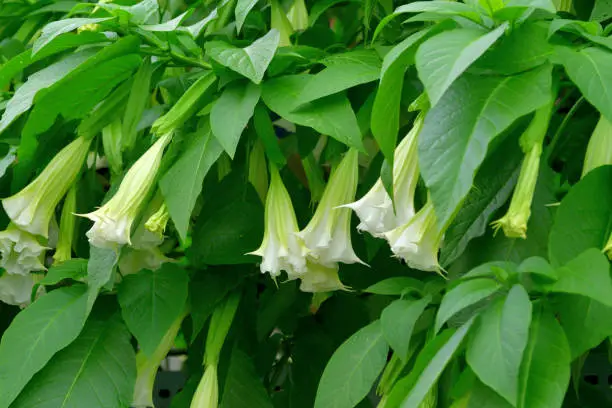 Angel's trumpet, formally called brugmansia, is woody-stemmed bush with pendulous flowers that hang like bells. It is very attractive and elegant flowering plant with flowers in a variety of colors, including white, peach, yellow and orange. 
All parts of this plant contain dangerous levels of poison, which may be fatal if ingested by humans or animals.