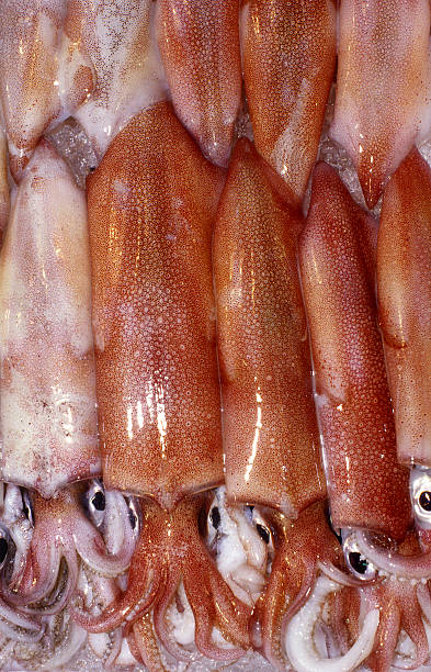 18,900+ Red Squid Stock Photos, Pictures & Royalty-Free Images - iStock