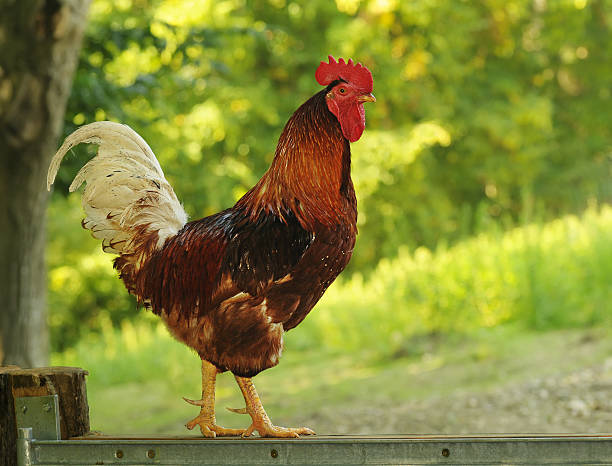 istock Rooster in the street 134001880
