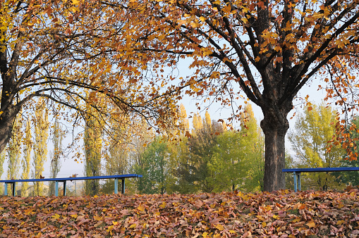 Blue benches in the park in autumn.