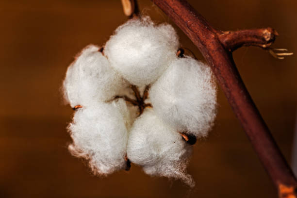 istock White flower of natural cotton 1340018937