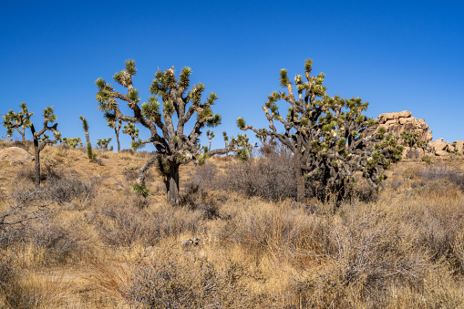 This is a landscape photograph of saguaro cactus in the Superstition Mountains natural park in Phoenix, Arizona on a spring day.