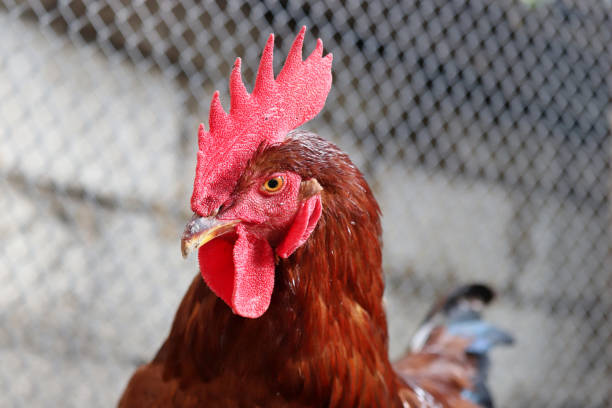 istock Red rooster on the farm, poultry concept 1340019843