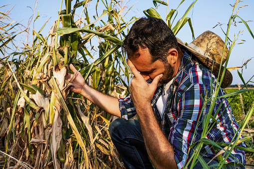 Farmer is displeased and sad because his corn field is devastated by drought.